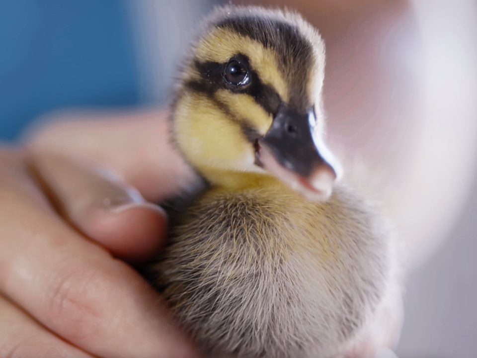 Dawn Wildlife Campaign AG Garrison Starr